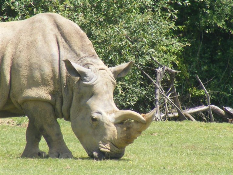 Rhinoceros du zoo Bassin Arcachon