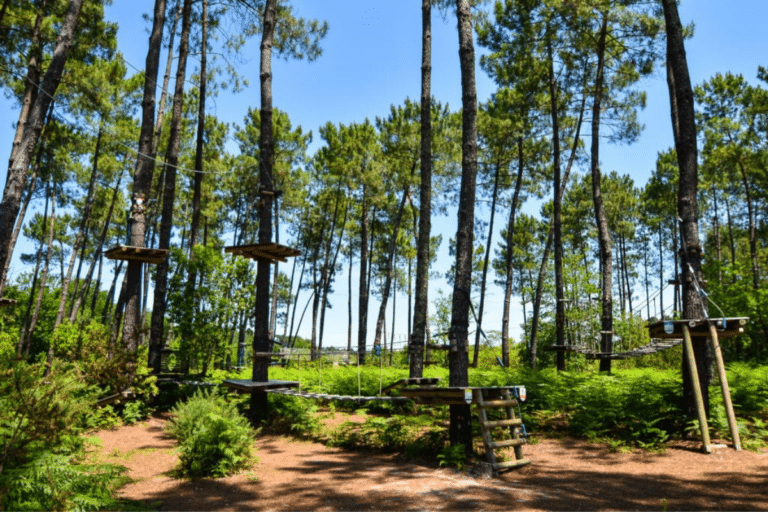 Forêt Landaise près de Biscarrosse